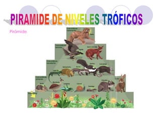 .Pirámide:PIRAMIDE DE NIVELES TRÓFICOS