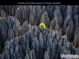 Puede que un árbol crezca en el lugar imposible.
 