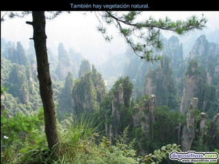 También hay vegetación natural.
 