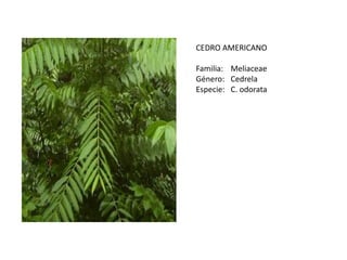 CEDRO AMERICANO
Familia: Meliaceae
Género: Cedrela
Especie: C. odorata
 