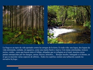 La fraga es un tapiz de vida apretado contra las arrugas de la tierra. Es toda vida: una legua, dos leguas de
vida entretejida, cardada, sin agujeros, como una manta fuerte y nueva. Con ramas entretejidas, troncos
recios, verdor,...seres que huyen entre el follaje, alimañas que se refugian en el tojal, insectos cuyas
patitas entorpecidas por los musgos, zarzas, brezos, helechos,.... Bosque inculto, entregado a sí mismo, en
el que se mezclan varias especies de árboles...Todos los espíritus sienten una turbación cuando les
envuelve la fraga .
 