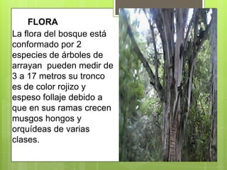 Arrayan Con Ramas Bosque arrayanes | PPTX