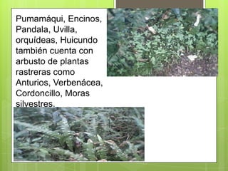 Pumamáqui, Encinos,
Pandala, Uvilla,
orquídeas, Huicundo
también cuenta con
arbusto de plantas
rastreras como
Anturios, Verbenácea,
Cordoncillo, Moras
silvestres.
 