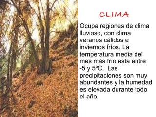 CLIMA
Ocupa regiones de clima
lluvioso, con clima
veranos cálidos e
inviernos fríos. La
temperatura media del
mes más frío está entre
-5 y 5ºC. Las
precipitaciones son muy
abundantes y la humedad
es elevada durante todo
el año.
 