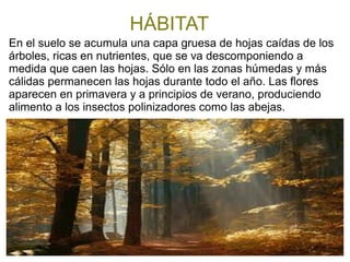 HÁBITAT
En el suelo se acumula una capa gruesa de hojas caídas de los
árboles, ricas en nutrientes, que se va descomponiendo a
medida que caen las hojas. Sólo en las zonas húmedas y más
cálidas permanecen las hojas durante todo el año. Las flores
aparecen en primavera y a principios de verano, produciendo
alimento a los insectos polinizadores como las abejas.
 