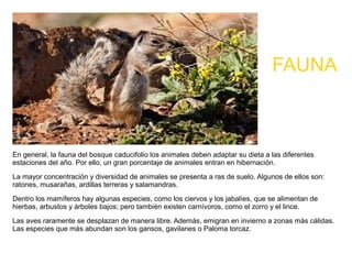FAUNA



En general, la fauna del bosque caducifolio los animales deben adaptar su dieta a las diferentes
estaciones del año. Por ello, un gran porcentaje de animales entran en hibernación.
La mayor concentración y diversidad de animales se presenta a ras de suelo. Algunos de ellos son:
ratones, musarañas, ardillas terreras y salamandras.
Dentro los mamíferos hay algunas especies, como los ciervos y los jabalíes, que se alimentan de
hierbas, arbustos y árboles bajos; pero también existen carnívoros, como el zorro y el lince.

Las aves raramente se desplazan de manera libre. Además, emigran en invierno a zonas más cálidas.
Las especies que más abundan son los gansos, gavilanes o Paloma torcaz.
 