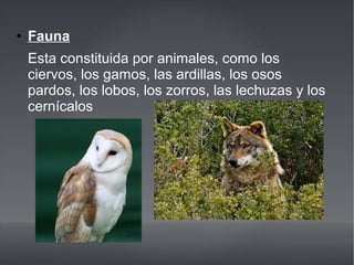 ● Fauna
Esta constituida por animales, como los
ciervos, los gamos, las ardillas, los osos
pardos, los lobos, los zorros, las lechuzas y los
cernícalos
 