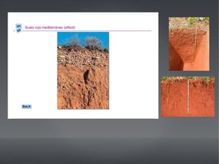 SUELO
● Hay cuatro tipo de suelos:
-Alfisoles
-Ultisoles
-Los suelos rocosos
-Los suelos arenosos
 