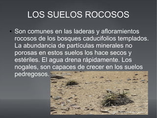 LOS SUELOS ROCOSOS
● Son comunes en las laderas y afloramientos
rocosos de los bosques caducifolios templados.
La abundancia de partículas minerales no
porosas en estos suelos los hace secos y
estériles. El agua drena rápidamente. Los
nogales, son capaces de crecer en los suelos
pedregosos.
 