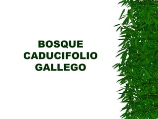 BOSQUE 
CADUCIFOLIO 
GALLEGO 
 