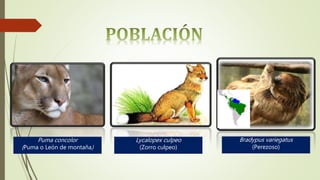 Lycalopex culpeo
(Zorro culpeo)
Bradypus variegatus
(Perezoso)
Puma concolor
(Puma o León de montaña)
 