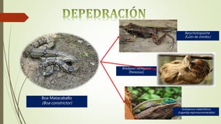 Boa Matacaballo
(Boa constrictor)
Barycholospulcher
(Cutín de chimbo)
Bradypus variegatus
(Perezoso)
Sceloporus malachiticus
(Lagartija espinosa esmeralda)
 