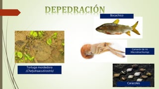 Tortuga mordedora
(Chelydraacutirostris)
Bocachico
Caracoles
Camarón de rio
Macrobrachiumsp.
 