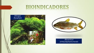 (Musgo)
Bryophyta
(Bocachico)
Ichthyolephashumeralis
 