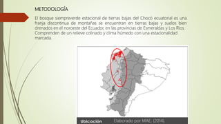 METODOLOGÍA
El bosque siempreverde estacional de tierras bajas del Chocó ecuatorial es una
franja discontinua de montañas se encuentran en tierras bajas y suelos bien
drenados en el noroeste del Ecuador, en las provincias de Esmeraldas y Los Rios.
Comprenden de un relieve colinado y clima húmedo con una estacionalidad
marcada.
Elaborado por MAE, (2014).
 