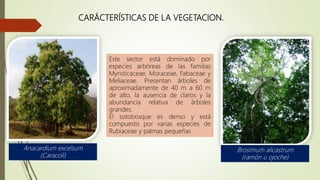 CARÁCTERÍSTICAS DE LA VEGETACION.
Este sector está dominado por
especies arbóreas de las familias
Myristicaceae, Moraceae, Fabaceae y
Meliaceae. Presentan árboles de
aproximadamente de 40 m a 60 m
de alto, la ausencia de claros y la
abundancia relativa de árboles
grandes.
El sotobosque es denso y está
compuesto por varias especies de
Rubiaceae y palmas pequeñas
Anacardium excelsum
(Caracolí)
Brosimum alicastrum
(ramón u ojoche)
 
