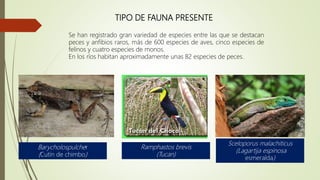 TIPO DE FAUNA PRESENTE
Se han registrado gran variedad de especies entre las que se destacan
peces y anfibios raros, más de 600 especies de aves, cinco especies de
felinos y cuatro especies de monos.
En los ríos habitan aproximadamente unas 82 especies de peces.
Barycholospulcher
(Cutín de chimbo)
Ramphastos brevis
(Tucan)
Sceloporus malachiticus
(Lagartija espinosa
esmeralda)
 