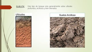 SUELOS
Suelos Arcilloso
Este tipo de bosque esta generalmente sobre ultisoles
profundos, arcillosos y bien drenados
 