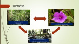 BIOCENOSIS
Acalypha hispida
(Arbustos)
Melastomastaceae
Sceloporus malachiticus
(Lagartija espinosa esmeralda)
 