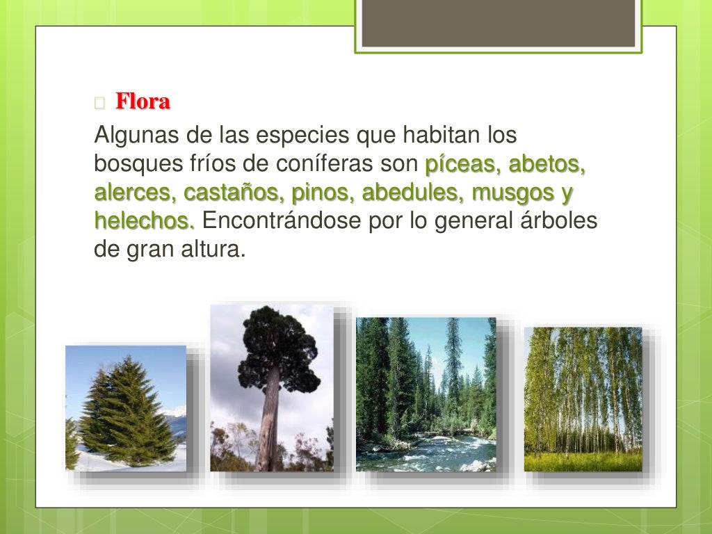 Clima Flora Y Fauna Del Bosque De Coniferas