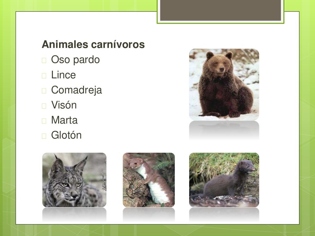 Clima, flora y fauna del Bosque de coníferas