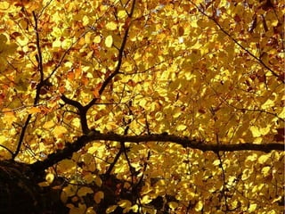 Bosque de hoja caduca