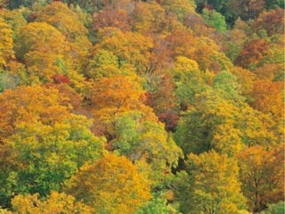 Bosque de hoja caduca