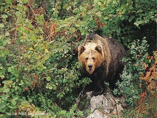 Bosque de hoja caduca