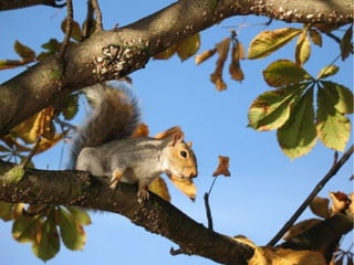 Bosque de hoja caduca