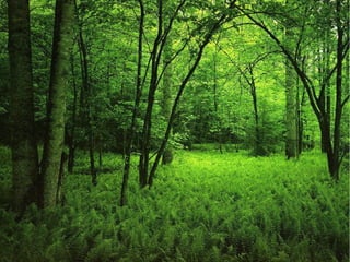Bosque de hoja caduca