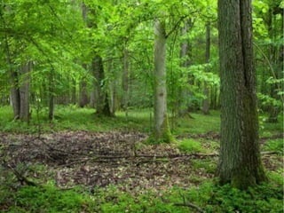Bosque de hoja caduca