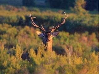 Bosque de hoja caduca