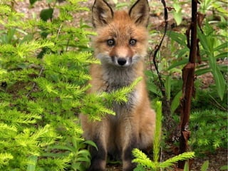 Bosque de hoja caduca
