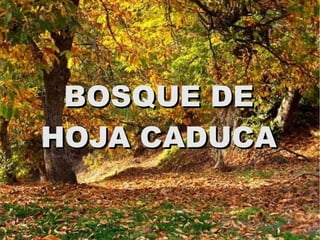 BOSQUE DE
HOJA CADUCA
 