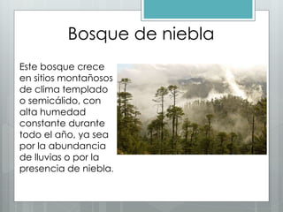 Bosque de niebla
Este bosque crece
en sitios montañosos
de clima templado
o semicálido, con
alta humedad
constante durante
todo el año, ya sea
por la abundancia
de lluvias o por la
presencia de niebla.