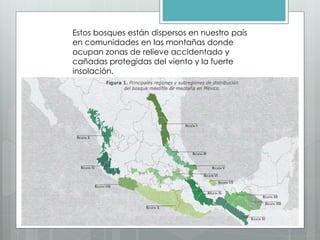 Estos bosques están dispersos en nuestro país
en comunidades en las montañas donde
ocupan zonas de relieve accidentado y
cañadas protegidas del viento y la fuerte
insolación.