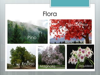 Flora
Pino
Encino
Liquidámbar
Magnolia Orquídeas
