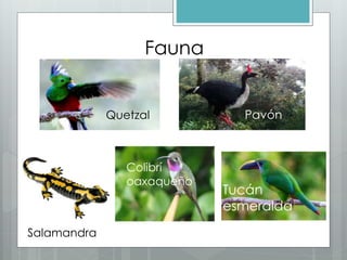 Fauna
Quetzal Pavón
Salamandra
Colibrí
oaxaqueño
Tucán
esmeralda