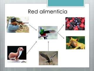 Red alimenticia