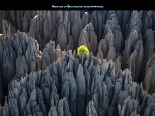 Puede que un ábolcr en ell rimposibl
              r ezca     uga       e.
 