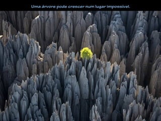 Uma árvore pode crescer num lugar impossível.
 