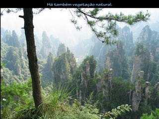 Há também vegetação natural.
 