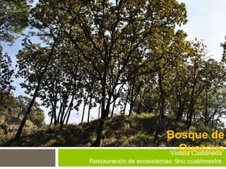 Violeta Castañeda
Restauración de ecosistemas 9no cuatrimestre
Bosque de
Quercus
 