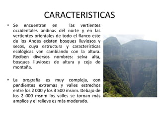 CARACTERISTICAS
• Se encuentran en las vertientes
occidentales andinas del norte y en las
vertientes orientales de todo el flanco este
de los Andes existen bosques lluviosos y
secos, cuya estructura y características
ecológicas van cambiando con la altura.
Reciben diversos nombres: selva alta,
bosques lluviosos de altura y ceja de
montaña.
• La orografía es muy compleja, con
pendientes extremas y valles estrechos
entre los 2 000 y los 3 500 msnm. Debajo de
los 2 000 msnm los valles se tornan más
amplios y el relieve es más moderado.
 