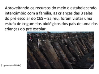 Aproveitando os recursos do meio e estabelecendo 
intercâmbio com a família, as crianças das 3 salas 
do pré escolar do CES – Salreu, foram visitar uma 
estufa de cogumelos biológicos dos pais de uma das 
crianças do pré escolar. 
(cogumelos shitake) 
 
