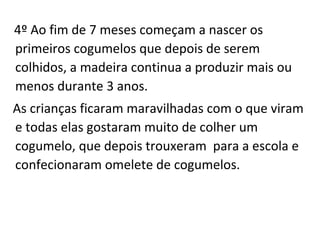 4º Ao fim de 7 meses começam a nascer os 
primeiros cogumelos que depois de serem 
colhidos, a madeira continua a produzir mais ou 
menos durante 3 anos. 
As crianças ficaram maravilhadas com o que viram 
e todas elas gostaram muito de colher um 
cogumelo, que depois trouxeram para a escola e 
confecionaram omelete de cogumelos. 
 