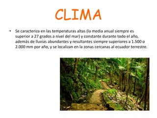 CLIMA
• Se caracteriza en las temperaturas altas (la media anual siempre es
superior a 27 grados a nivel del mar) y constante durante todo el año,
además de lluvias abundantes y resultantes siempre superiores a 1.500 o
2.000 mm por año, y se localizan en la zonas cercanas al ecuador terrestre.