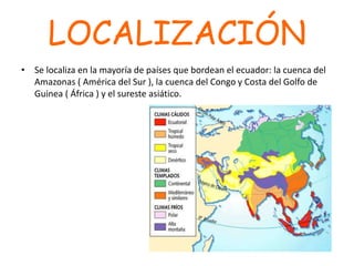 LOCALIZACIÓN
• Se localiza en la mayoría de países que bordean el ecuador: la cuenca del
Amazonas ( América del Sur ), la cuenca del Congo y Costa del Golfo de
Guinea ( África ) y el sureste asiático.