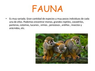 FAUNA
• Es muy variada. Gran cantidad de especies y muy pocos individuos de cada
una de ellos. Podemos encontrar monos, grandes reptiles, cocodrilos,
panteras, cotomas, tucanes , simios , perezosos , ardillas , insectos y
arácnidos, etc.