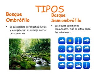 TIPOSBosque
Ombrófilo
• Se caracteriza por muchas lluvias,
y la vegetación es de hoja ancha
pero perenne.
Bosque
Semiombrófilo
• Las lluvias son menos
abundantes. Y no se diferencian
las estaciones.